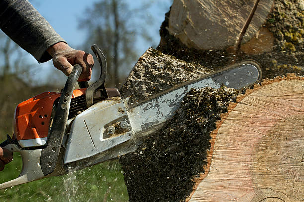  North Yelm, WA Tree Service Pros